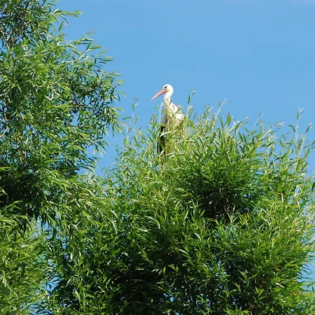 Beautiful In Masuria On River And 度假居 *